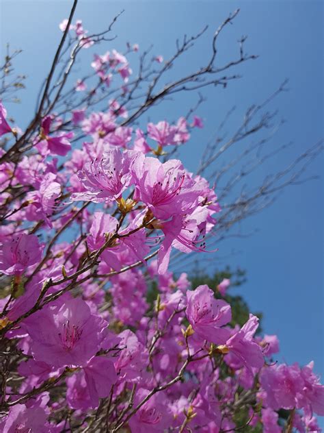 春天的花朵, 杜鹃, 映山红花, 大韩民国, 全州, 春天, 花高清大图，无版权商业图片免费下载