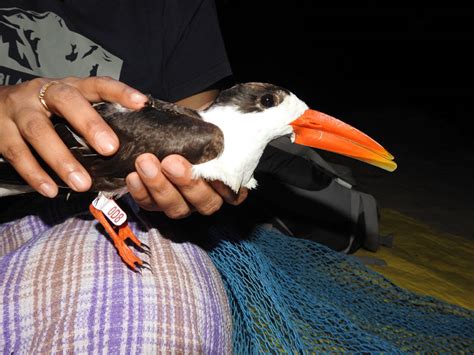 Birds Know No Boundaries : Ringing studies by BNHS unravel the long ...