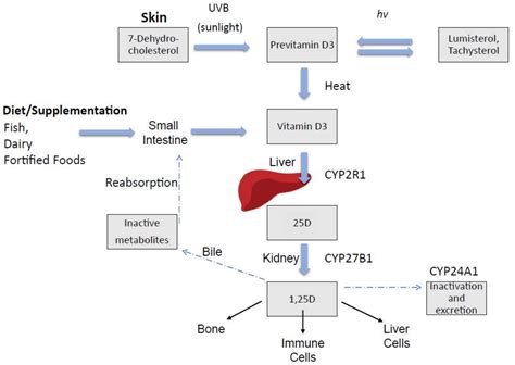 Vitamin D and the Liver—Correlation or Cause?