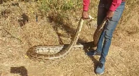 OMG: इस फार्महाउस में घुस गया 13 फीट लंबा अजगर और फिर... - snakes ...