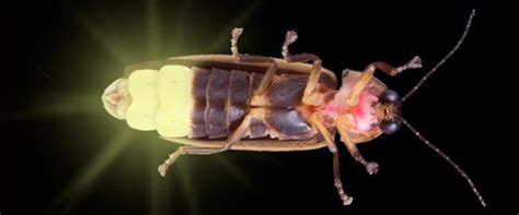 What Makes Fireflies Light Up? | Live Science