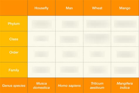 Image result for Detailed Classification Key