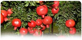 National Horticulture Board