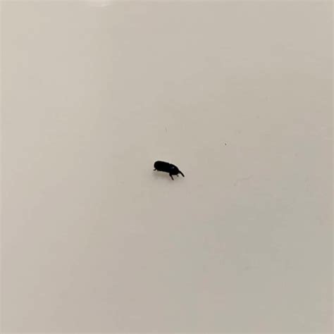 Finding tiny black bugs in our house – any idea what it might be? : r ...