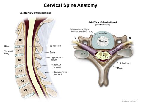 Cervical spine anatomy in sagittal and axial cross sectional views ...