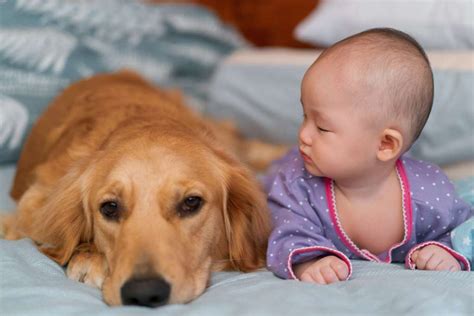 Humans D Dogs 的图像结果