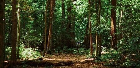 Mumbaikars Make Desperate Efforts To Save 2700 Trees In Aarey Forest As ...