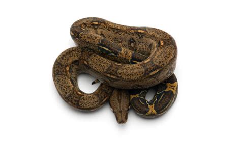 Image result for Red Tail Python Facts