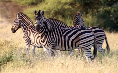 Definitive Guide To Burchell's Zebra Facts, Habitat, Conservation Status, Zoo Populations ...