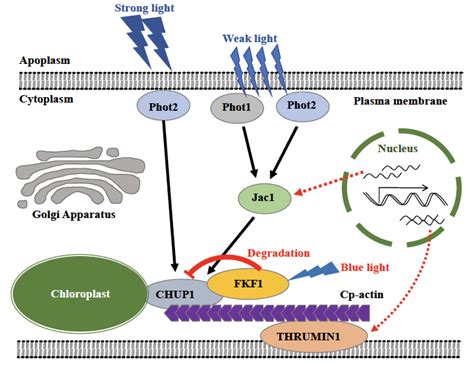 FKF1 Interacts with CHUP1 and Regulates Chloroplast Movement in Arabidopsis
