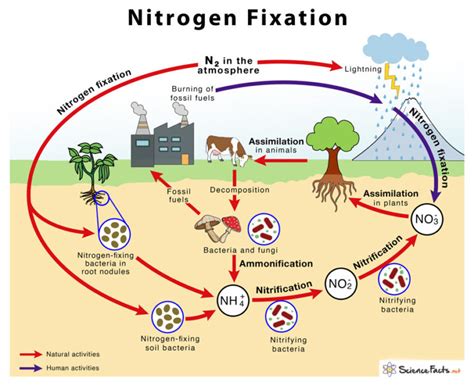 Image result for Nitrogen Fixation Process