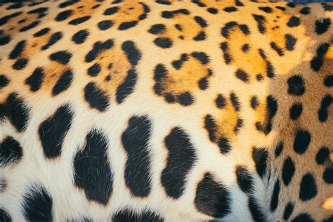 Jaguar Spots