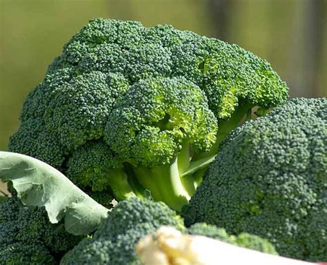 Food Items That Can Cause a Bloated Stomach in Hindi | food items that ...
