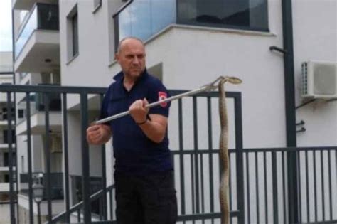 Panika u Hercegovini: Ogromna zmija prestravila mještane naselja ...