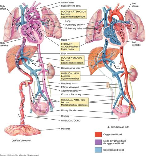 Scientific Illustration: Photo | Heart anatomy, Medical school studying ...
