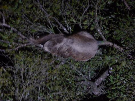 MONTEVERDE NIGHT WALK COSTA RICA - All You Need to Know BEFORE You Go ...