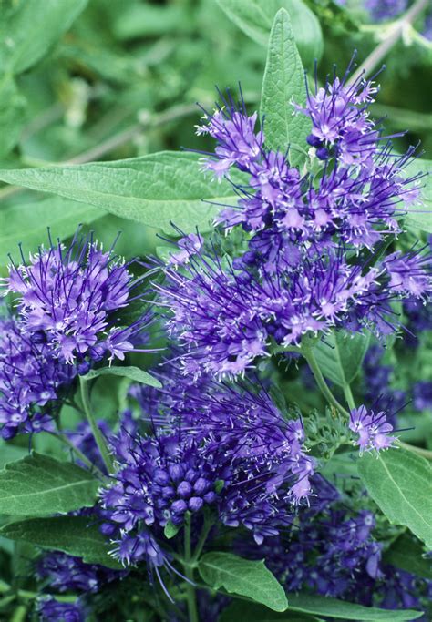 Purple Flowering Shrubs Bushes