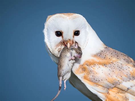 Biological rodent control: Owls Eat Rats project