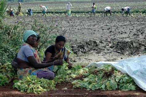 印度农业 的图像结果