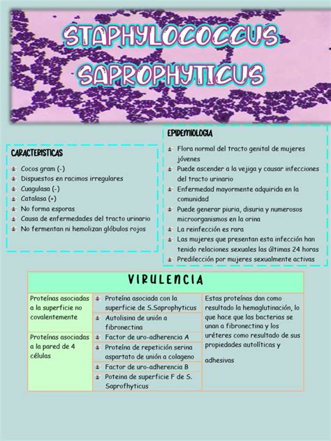 Image result for Staphylococcus Saprophyticus Infection