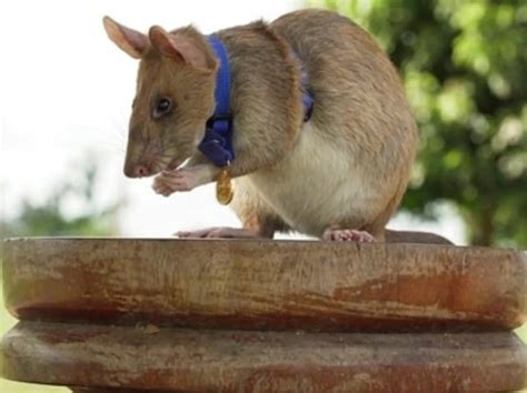 Meet Magawa A ‘Hero Rat’ Who Saved The Life Of Millions, Now Retired ...