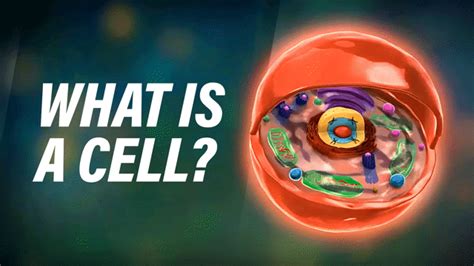 Image result for Cells Tutorial