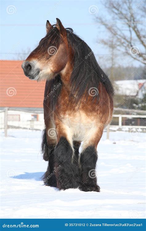 Dutch Draught Horse Stallion in Winter Stock Photo - Image of draught ...