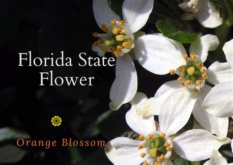Florida State Flower