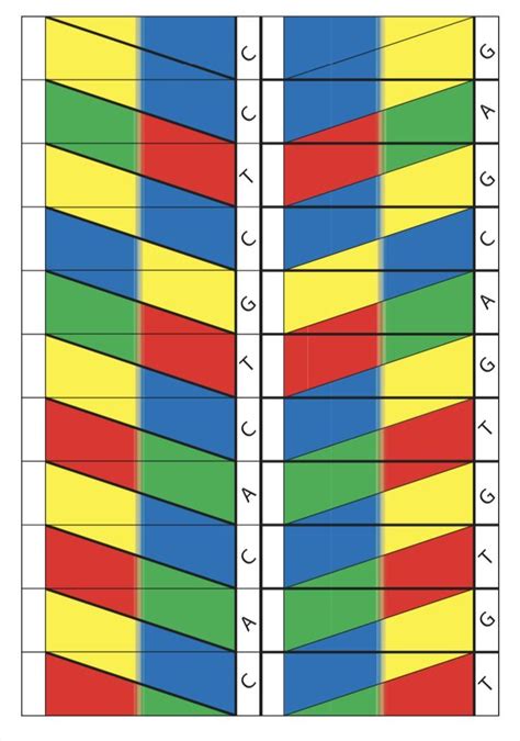 Image result for DNA Model Making