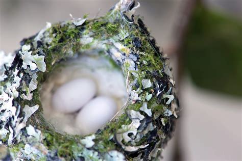 How to get hummingbird nests in your yard | The Hummingbird Feeder