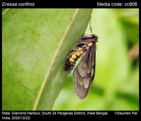 Eressa confinis | Moths