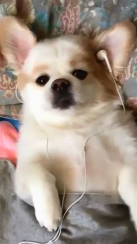 狗狗戴着耳机听歌睡觉，那可爱的小表情真是太招人喜欢了，萌萌哒_腾讯视频