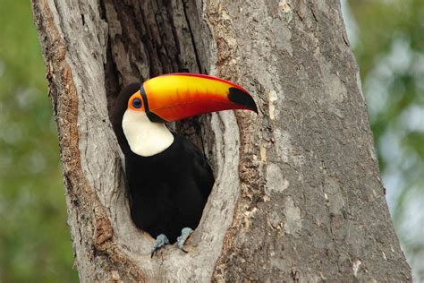 Where Toucans Live And How They Thrive
