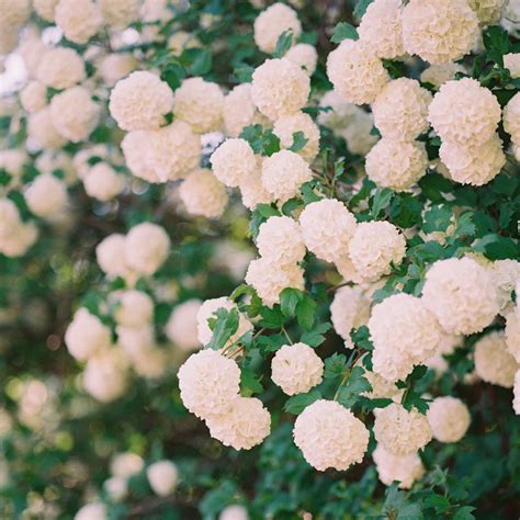 Snowball Bush Viburnum for Sale Online - The Greenhouse