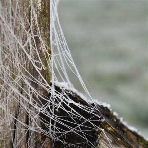 Image result for Spider Web Thread Lift Cost