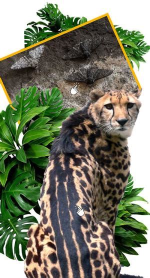 The Wildlife of Black-and-White