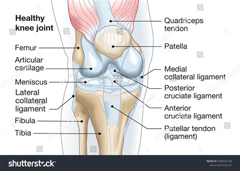 Knee Anatomy Photos, Images and Pictures