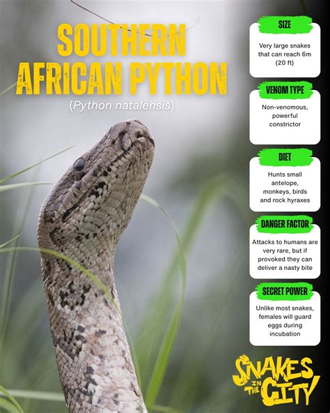 Image result for South African Python Snake