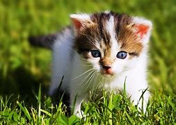 Image result for baby animals wallpaper hd