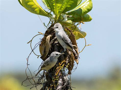 Kiritimati Reed Warbler - eBird