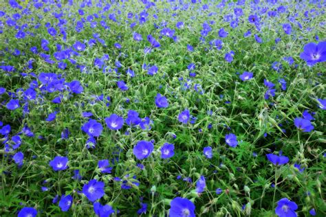 Download Blue Primrose Flower Field Wallpaper | Wallpapers.com