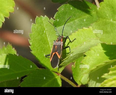Eastern Boxelder Bug (Boisea trivittata Stock Photo - Alamy