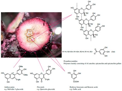Optimization of the Green Chemistry-like Extraction of Phenolic Compounds from Grape (Vitis ...