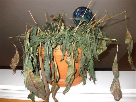 What Are Dead Plants Called at James Marts blog