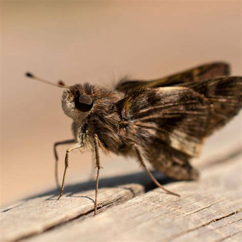 Polillas de la cocina: consejos para evitar y eliminar una plaga