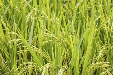 Can You Grow Your Own Rice - Tips For Planting Rice | Gardening Know How - can you grow rice from rice