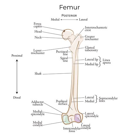 Gross Anatomy Glossary: Lower Extremity - Femur | ditki medical ...