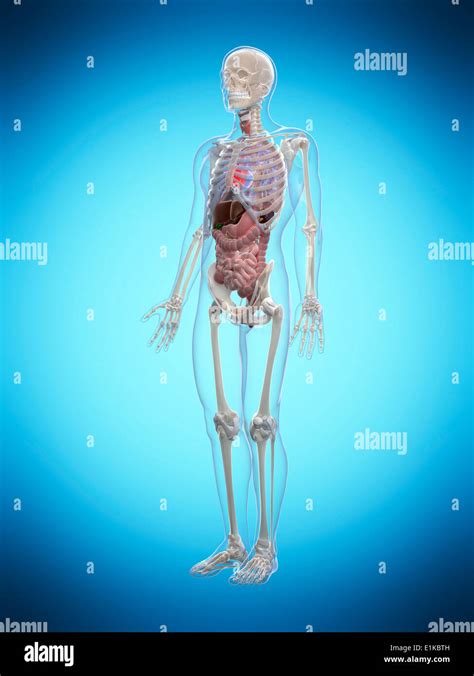 Computer Simulation Anatomy 的图像结果