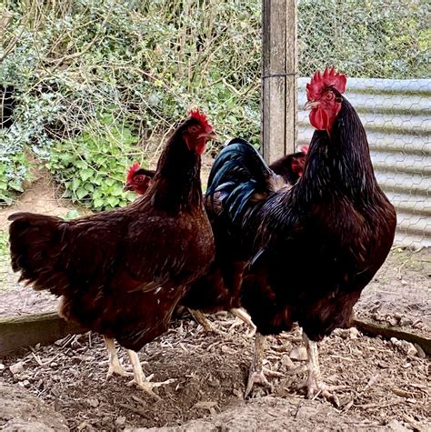 Rhode Island Reds - Hopton Hens and Hatching Eggs