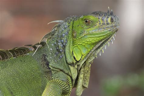 Definitive Guide To Green Iguana Facts, Habitat, Conservation Status, Zoo Populations, Pictures ... - habitat of iguana